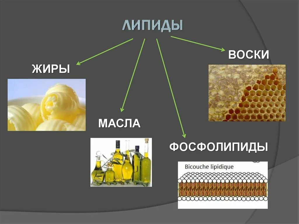Липида отзывы. Липиды. Липиды это жиры. Липиды примеры. Фосфолипиды и жиры.
