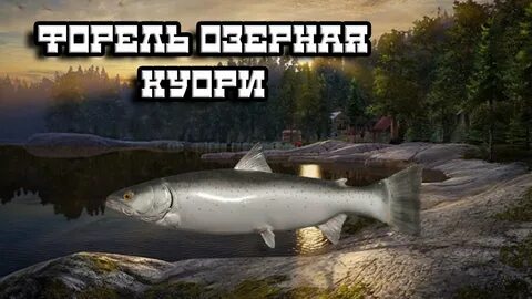 Куори приманки