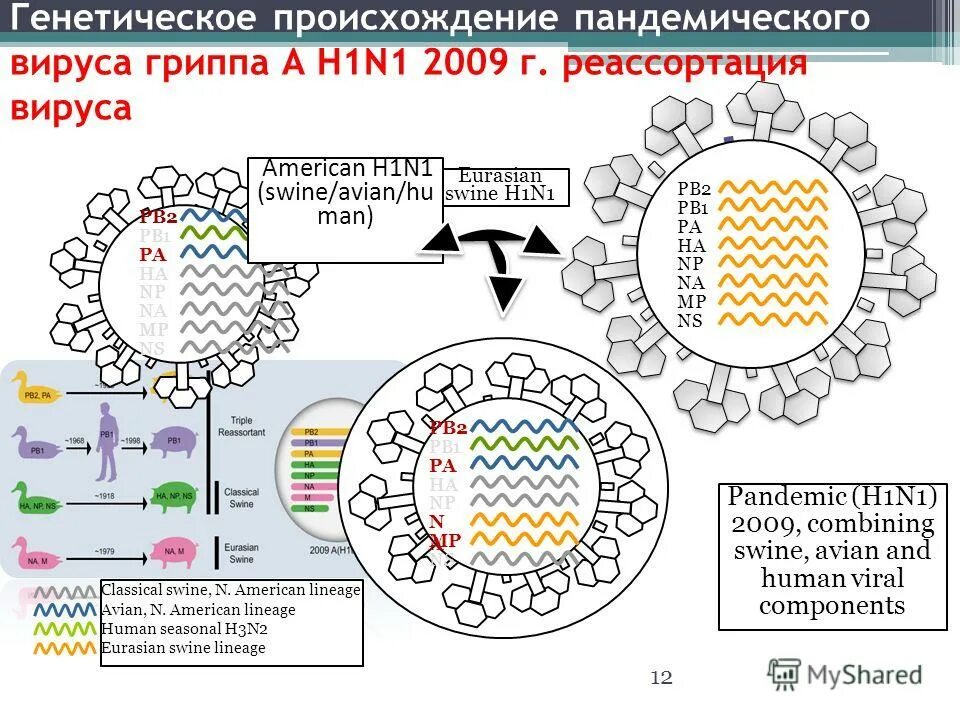 открытие генетики. генетика происхождение. история развития генетики. генетическая гипотеза. первый этап развития генетики.