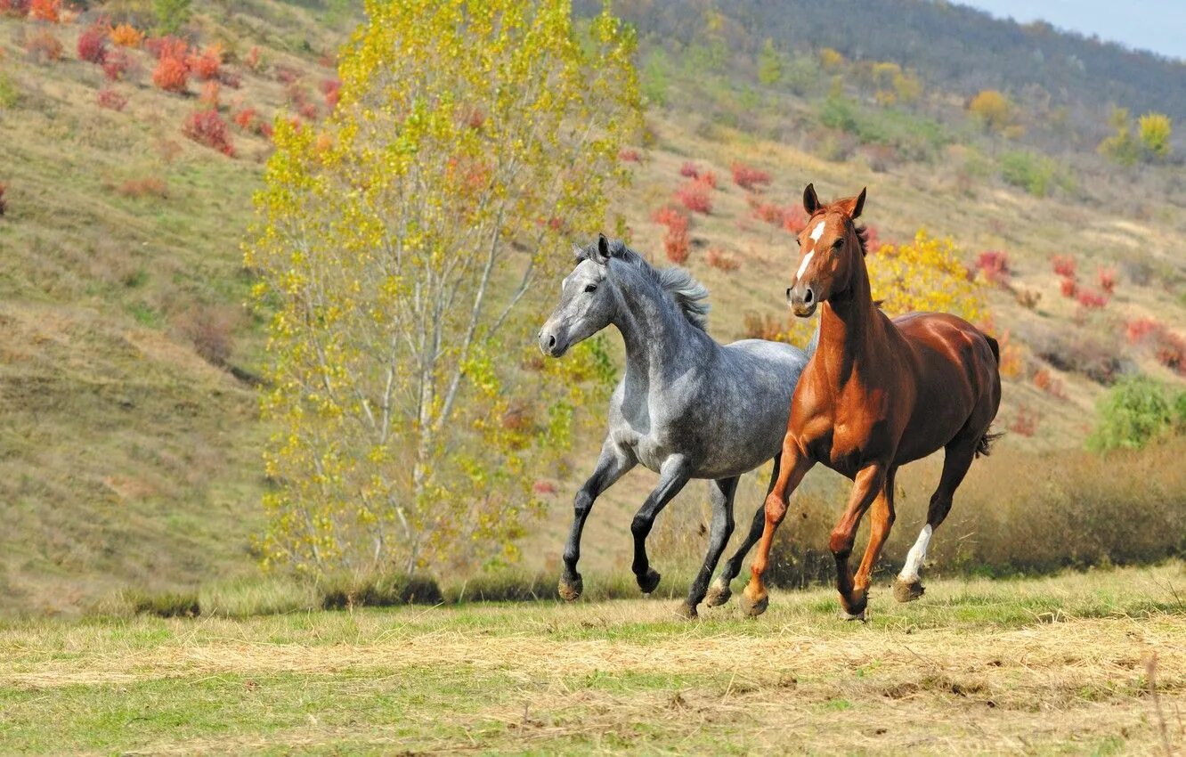 Красивые лошади. Лошадь бежит. Кони на природе. Красивые лошади на природе. Two horse