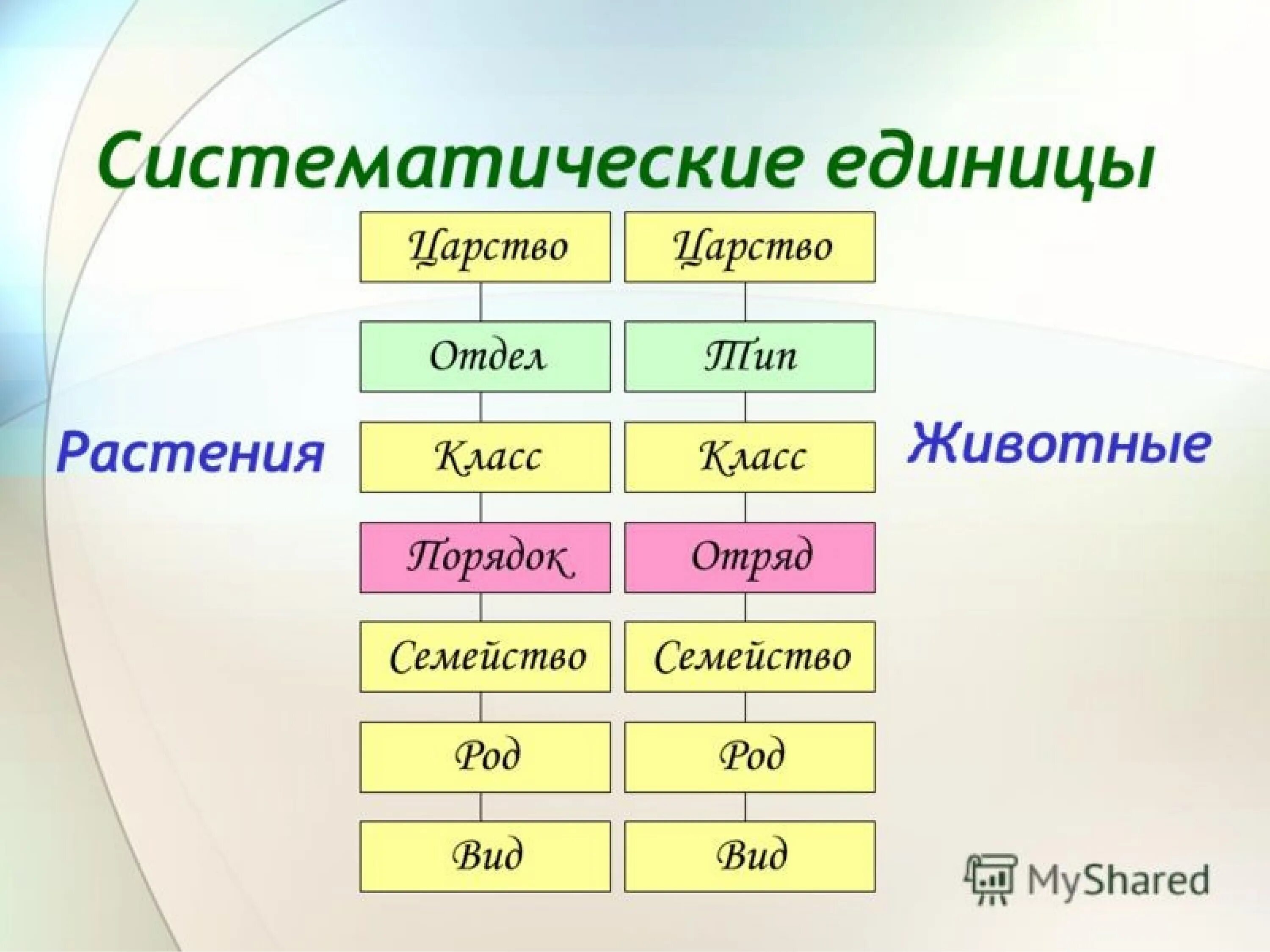 Таксоны животных позвоночные. Основные таксономические категории систематики растений. Систематика растений царство отделы. Систематические единицы в биологии животных и растений. Систематические единицы классификации животных.