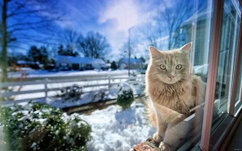 Доброго зимнего утра котики