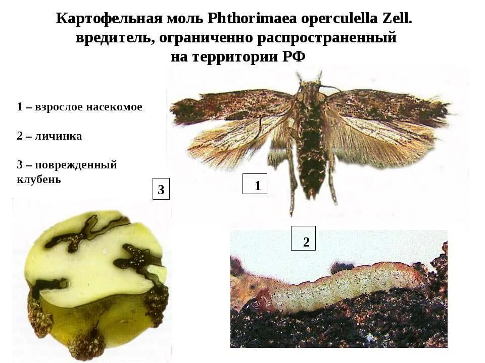 Как вывести моль. Картофельная минирующая моль. картофельная моль phthorimaea operculella zell.. личинки картофельной моли.. картофельная моль цикл развития.