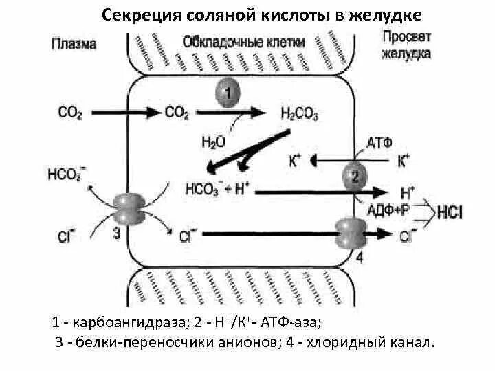 Механизм секреции соляной кислоты в желудке. Секреция соляной кислоты. Механизм образования соляной кислоты в желудке физиология. Механизм секреции соляной кислоты. Секреция клетки.
