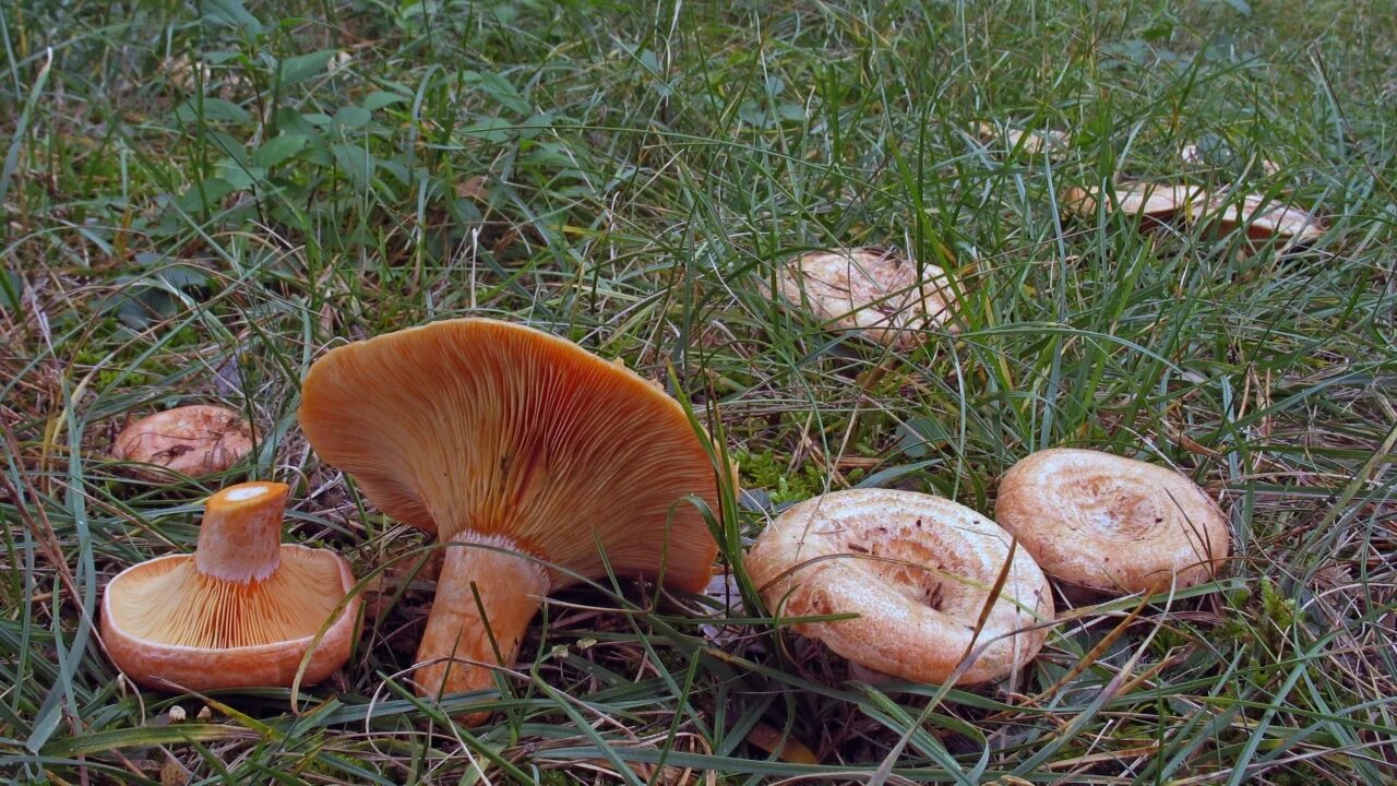 Pin su Bolets Funghi selvatici, Funghi ripieni, Funghi