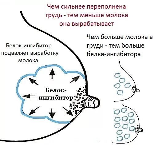 Мало вырабатывается молока