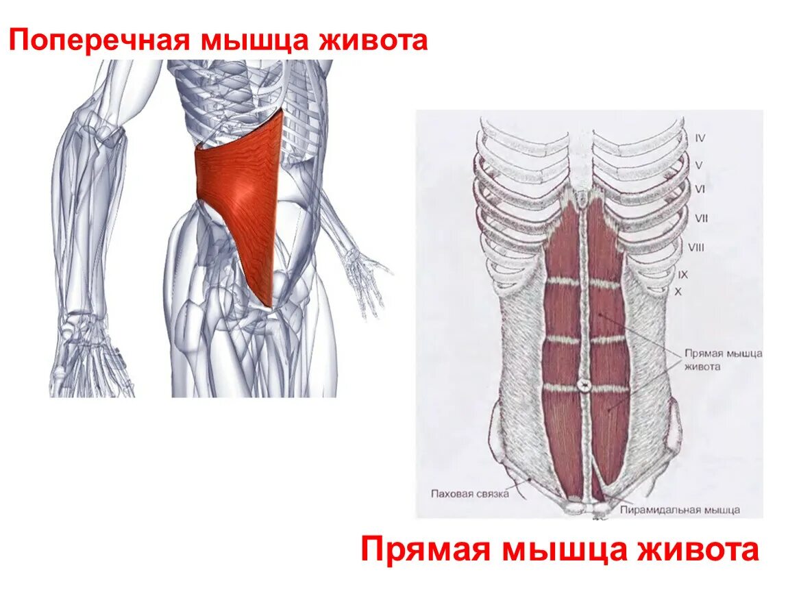 Поперечная мышца живота анатомия. Поперечная мышца живота прикрепление. Поперечная мышца функции. Крепление прямой мышцы живота.