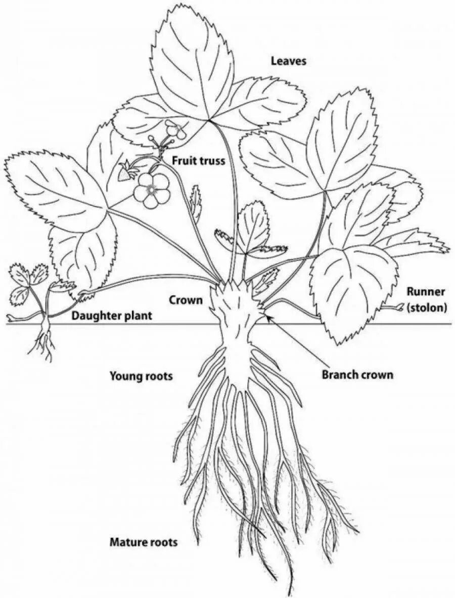 Строение растения рисунок с подписями. Надземные столоны земляники схема. Части растения. Части растений раскраска. Строение растения рисунок.
