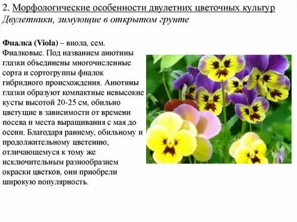 Морфологические культуры