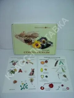 Сбор плодов и семян