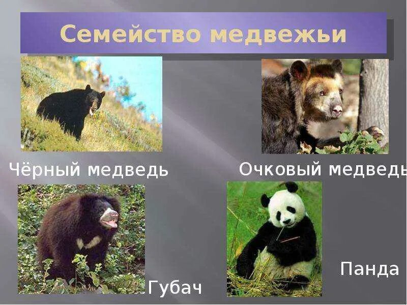 Систематика медведя. Представители медвежьих. Информация о медведе гризли. Отряд медвежьи представители. Бурый медведь описание.
