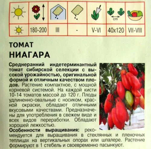 Томат ниагара описание сорта. Сорт помидор ниагара. томат ниагара семена. томат ниагара характеристика и описание.