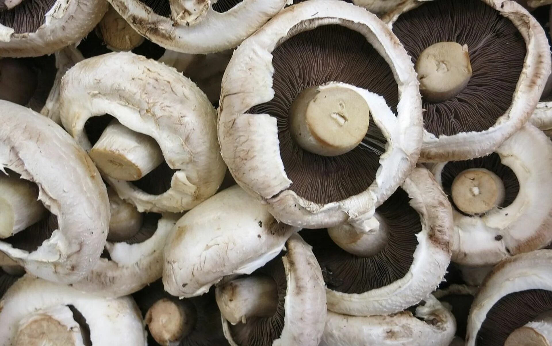 сон собирать грибы шампиньоны. грибы шампиньоны. сон собирать грибы шампиньоны. шампиньон кюнера. шампиньоны в разрезе.
