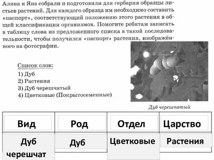 Впр по биологии 6 класс растение