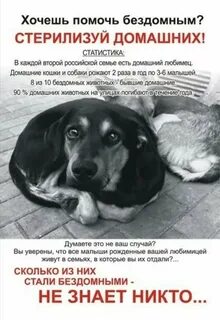 Подари им шанс зоозащитное движение
