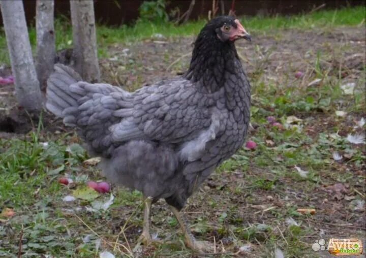 Чешский доминант. Чешский доминант голубой. Доминант серый. Доминант серый. Доминант серый.