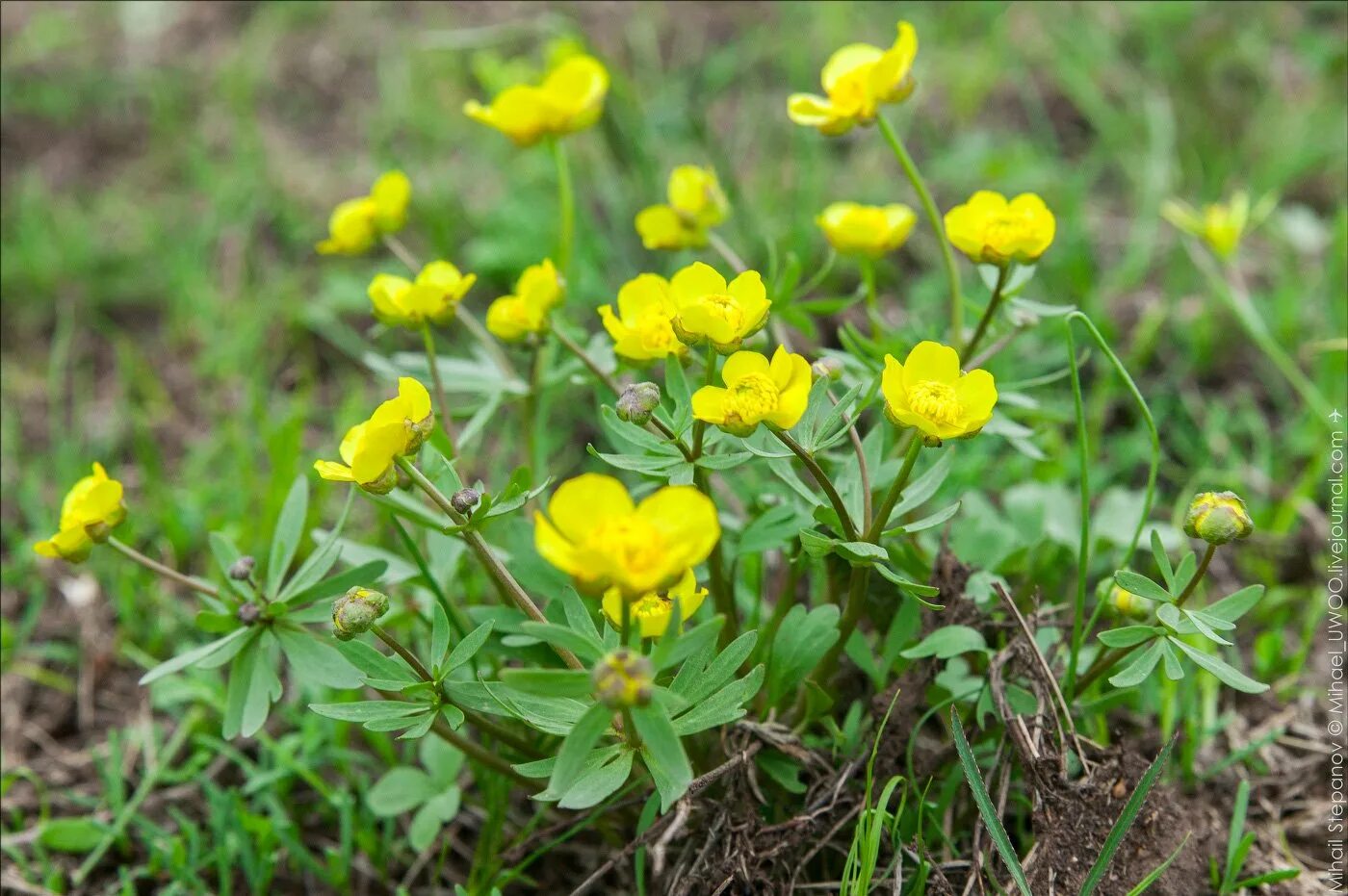 Фото растений чувашии. Горец щавелелистный. ) rich. Persicaria lapathifolia горец развесистый. Купальница европейская цветок.
