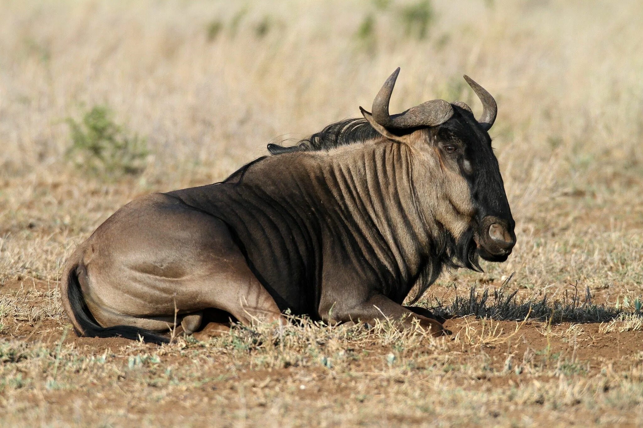 Голубой гну. Антилопа гну. Голубая антилопа гну. Антилопа гну самец. Национальный парк Крюгер антилопы гну.
