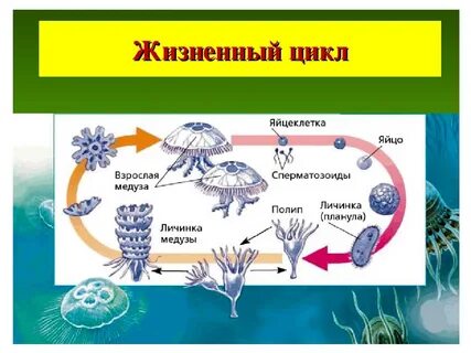 Развитие сцифоидной медузы