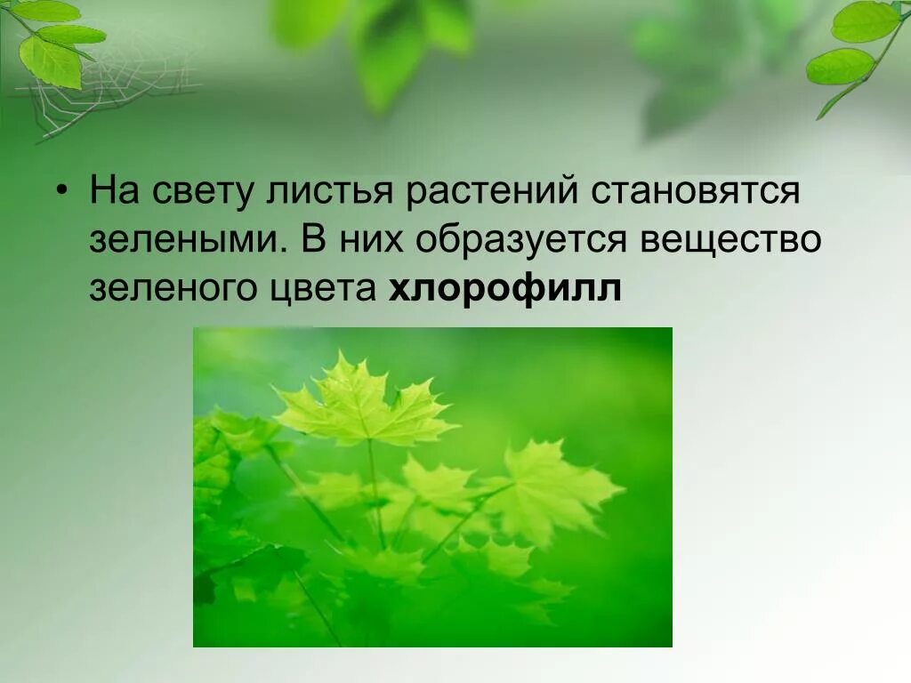 Зеленое вещество в листьях. Растения зеленого цвета. Слайд зеленого цвета. Презентация про зеленый цвет для дошкольников.