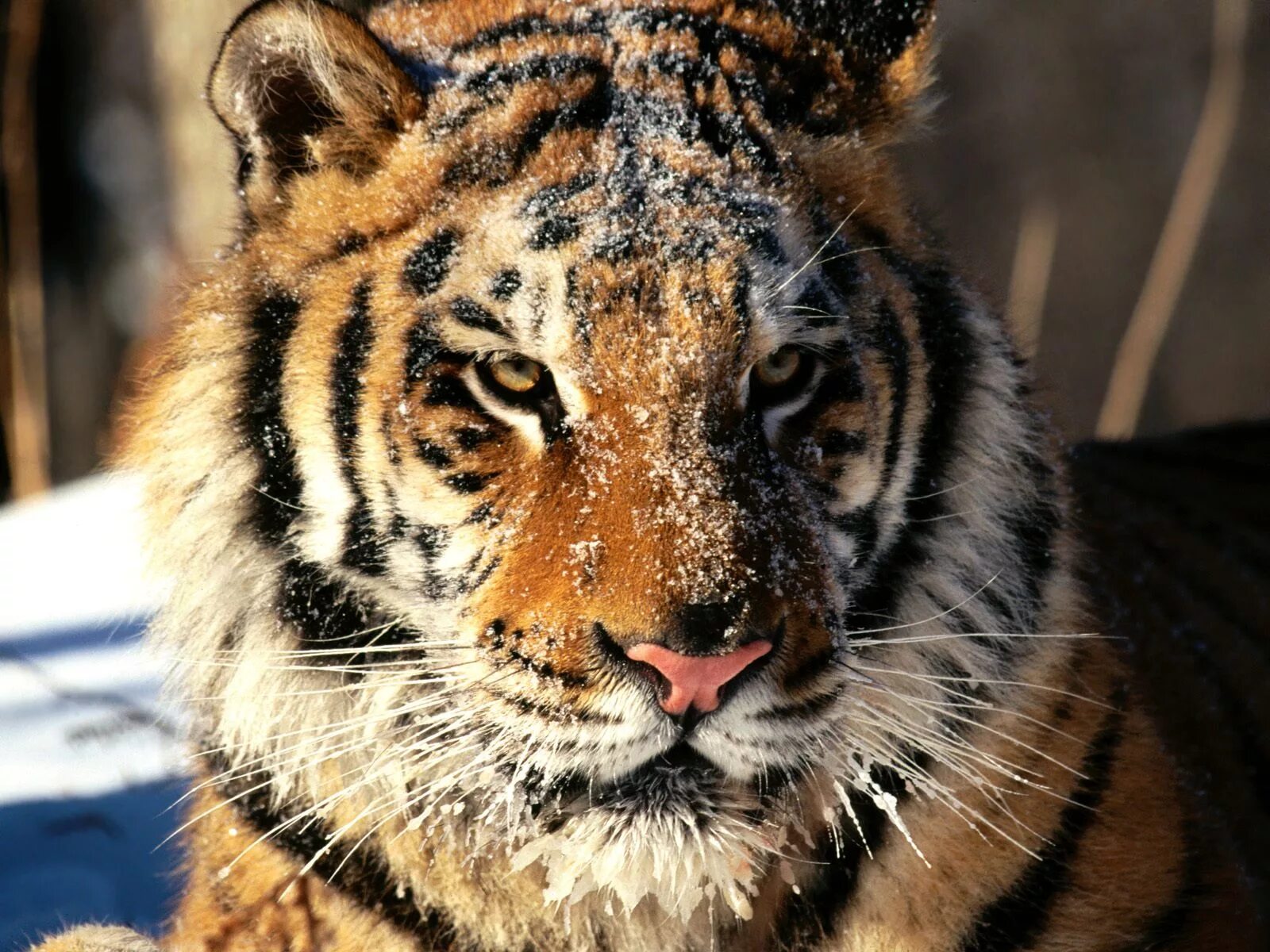 Бесплатный. Тайгер тигр. Амурский тигр морда. Тигр картина. Морда тигра в снегу.