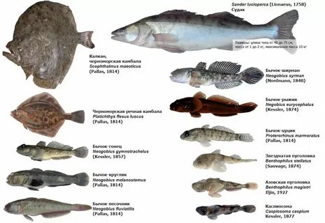 Рыба большая азовское море