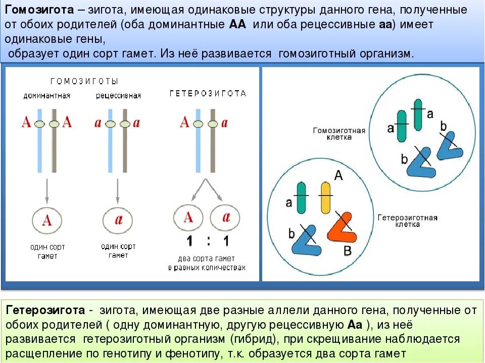 Гомозигота и гетерозигота это. Дигетерозига гомозгота. Гомозиготные и гетерозиготные организмы это. Гетерозиготный генотип и гомозиготный генотип.