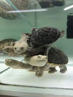 Морская черепаха аквариум