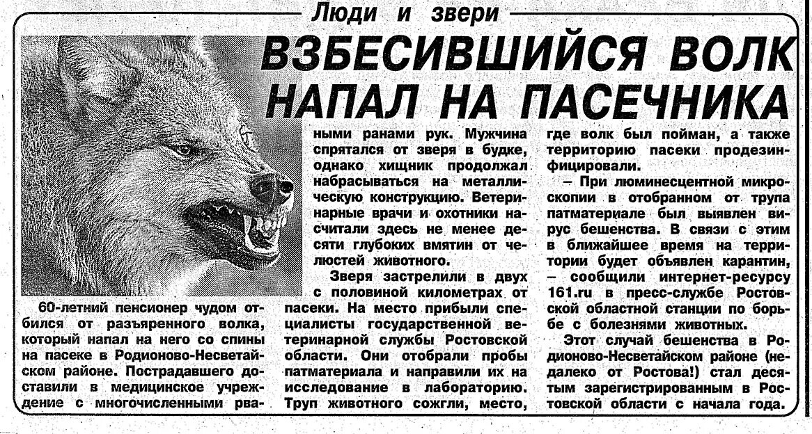 Сонник нападающий волк. Нападения Волков на людей статистика. Звери на карантине звери.