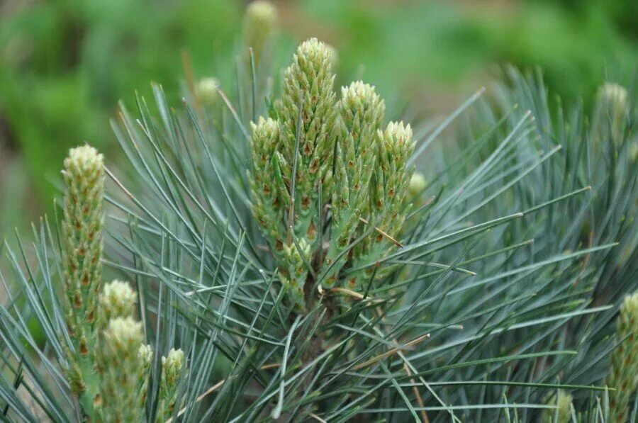 Хвойные побеги. Pinus Sylvestris repens. Сосна Горная почки. Почки сосны обыкновенной. Молодой побег сосны обыкновенной.