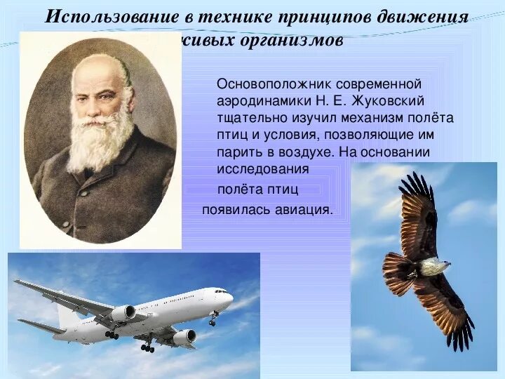 Полет жуковский. Основоположник современной аэродинамики жуковский. жуковский основополжниксовременной аэродинамики. механизм полета птиц. аэродинамика полета птицы.