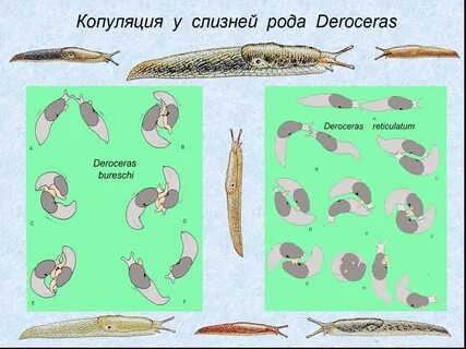 Копуляция примеры