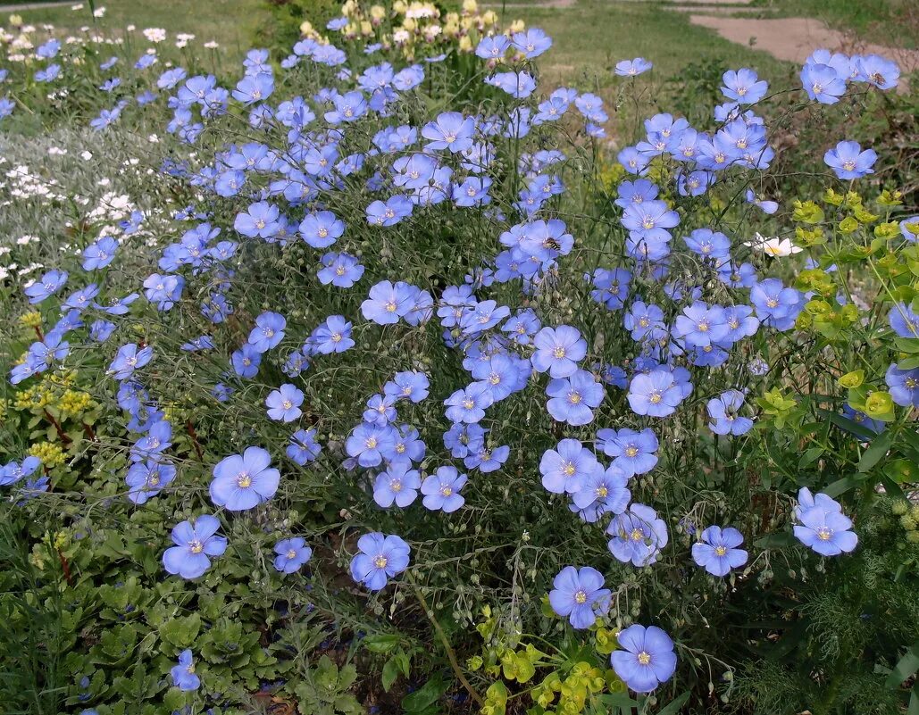 Лен многолетний Блу. Лен многолетний Linum perenne. Лен многолетний сапфир. Ленок голубой многолетний. Цветок ленок