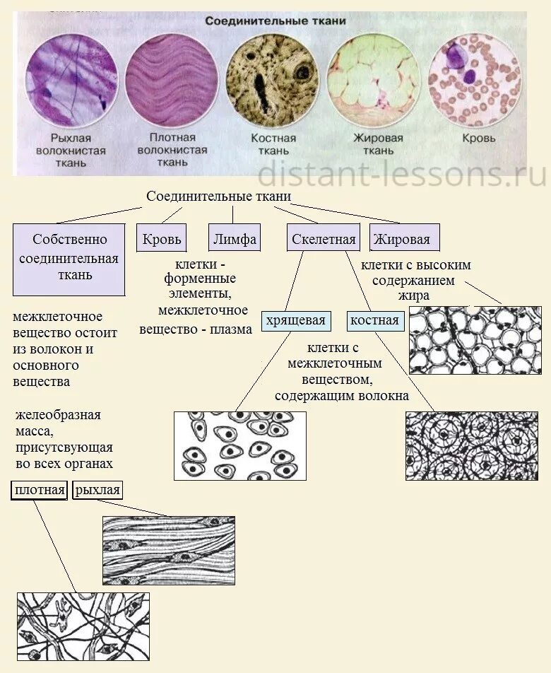 В состав какой ткани входят клетки. Схема строения соединительной ткани. Особенности соединительной ткани таблица. Классификация соединительной ткани схема. Соединительная ткань классификация строение.