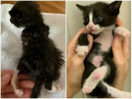 Кот плохо ходит