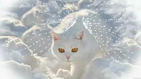 Кошка белое небо