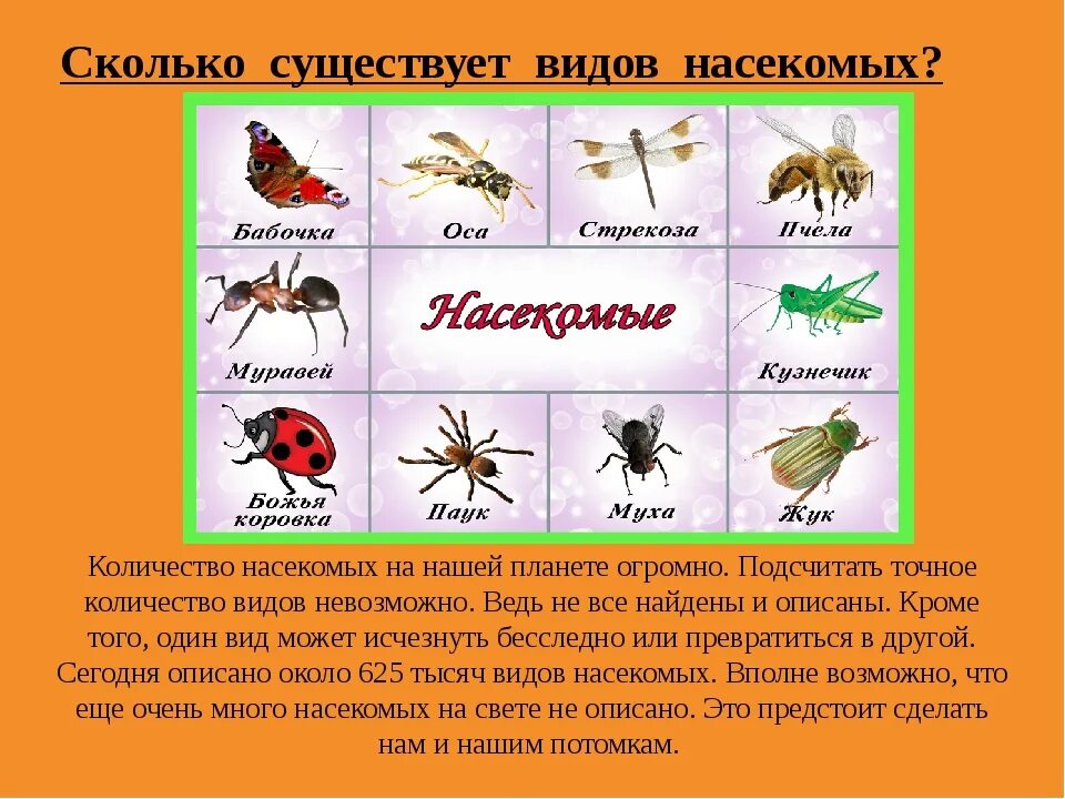 Насекомые названия. Виды населмы. Много видов насекомых. Разновидности насекомых для детей.