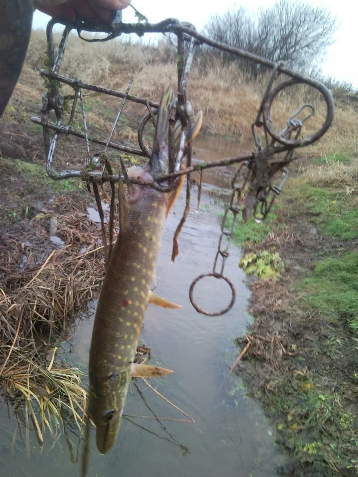 щука на капканы зимой. ловля щуки на капкан. учалинский капкан на щуку. щука на капканы зимой. капкан для зимней рыбалки.