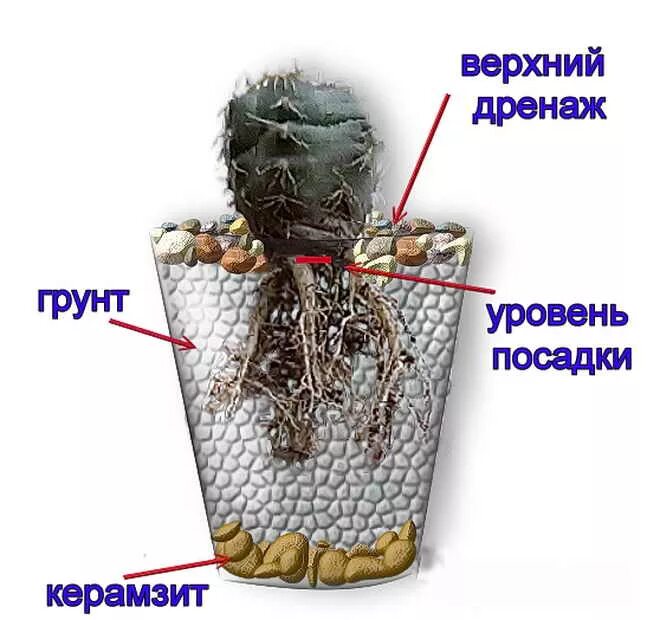 Как правильно кактус. Дренаж и грунт для кактусов. дренаж для кактуса. дренаж в горшке для кактуса. грунт в горшке кактуса.