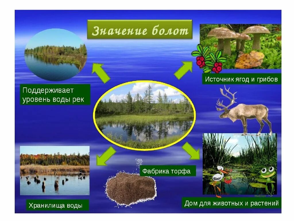 Какие организмы составляют болото. Обитатели природных сообществ. Природное сообщество болото. Изображение природных сообществ. Природное сообщество с его обитателями.