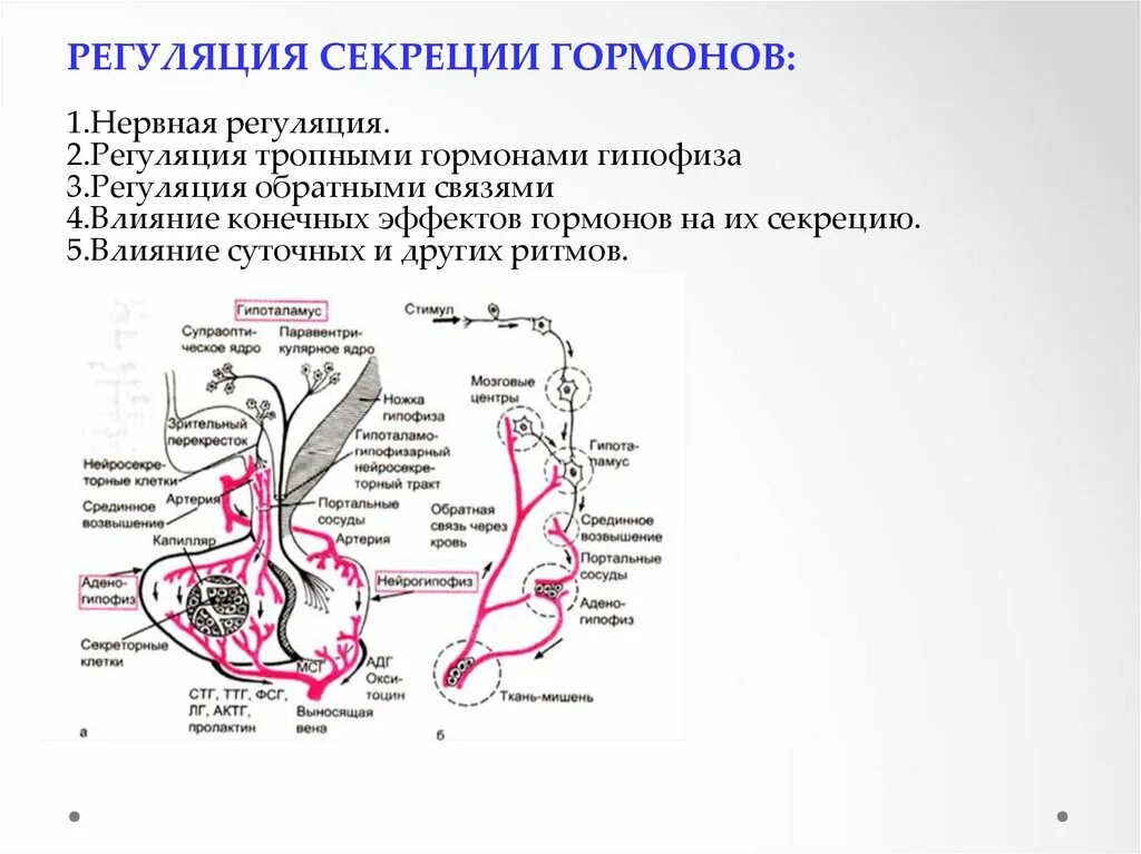 Регуляция секреции гормонов аденогипофиза. Регуляция секреции гипофиза. Регуляция секреции гормонов гипоталамуса. 2. Регуляция синтеза и секреции гормонов по принципу обратной связи..