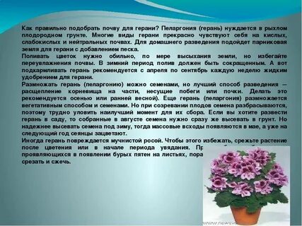 Почва для пеларгонии