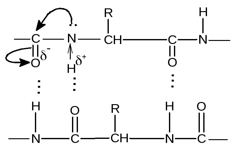 Двойная водородная связь. Пролин образование пептидной связи. Пептидная связь формула. Образование водородной связи в пептиде. Пептидные и водородные связи.