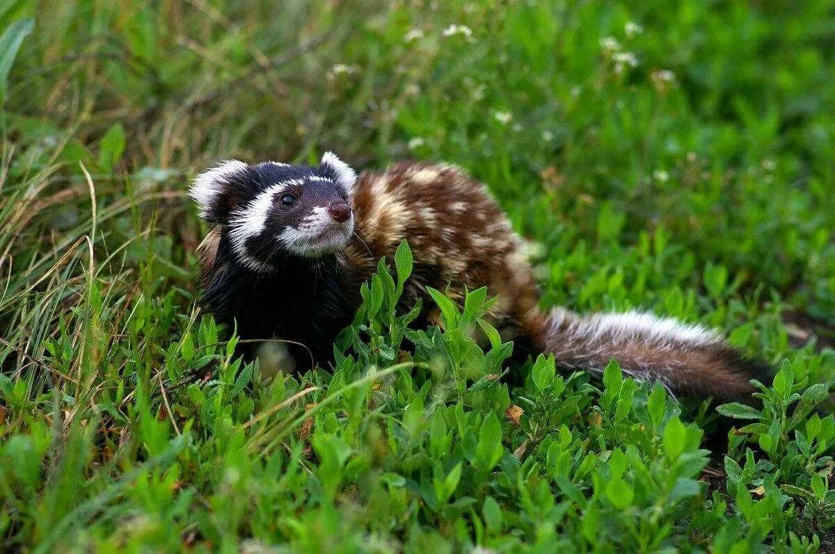 Хорь перевязка алтай. Хорь-перевязка в краснодарском крае. Южнорусская перевязка. Хорек перевязка. Хорь-перевязка.
