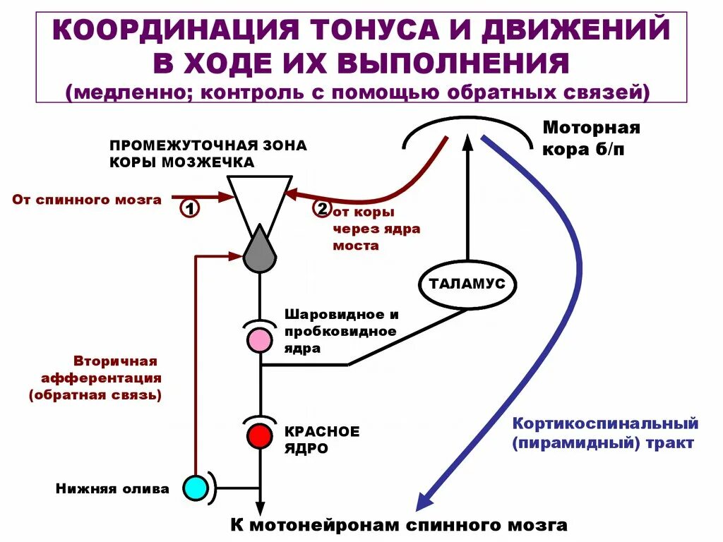 Нарушение контроля движений. Афферентные и эфферентные пути мозжечка физиология. Участие мозжечка в регуляции произвольных движений схема. Схема организации целенаправленного движения. Афферентные пути мозжечка схема.