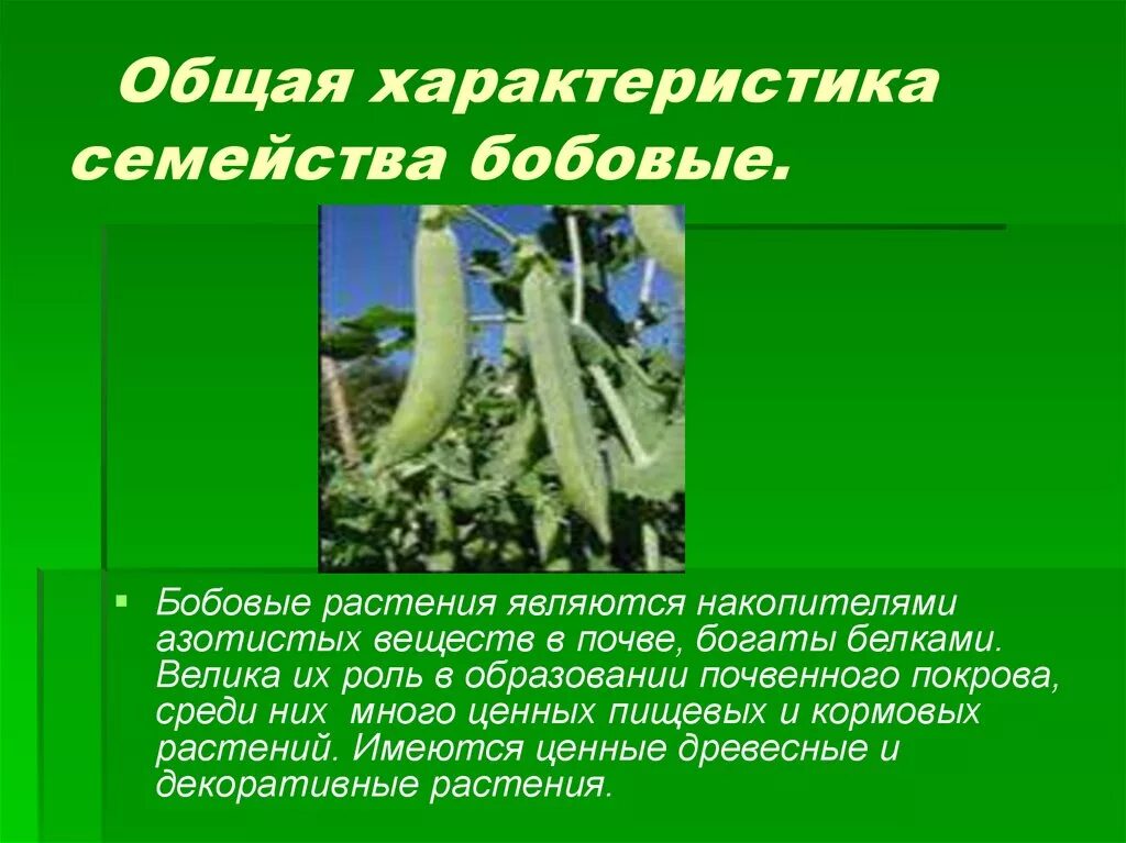 Семейство бобовые роль в природе. Семейство бобовые общая характеристика. Характеристика семейства бобовые. Особенности семейства бобовых. Представители бобовых растений.