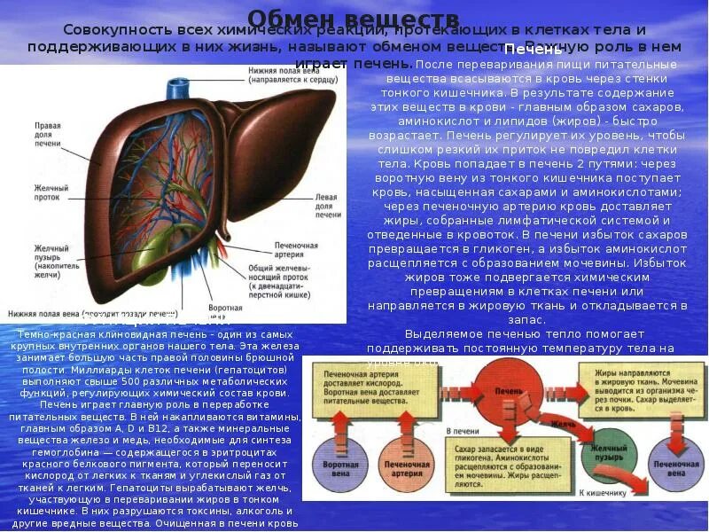 Кишечник кровь почки легкие. Роль печени.