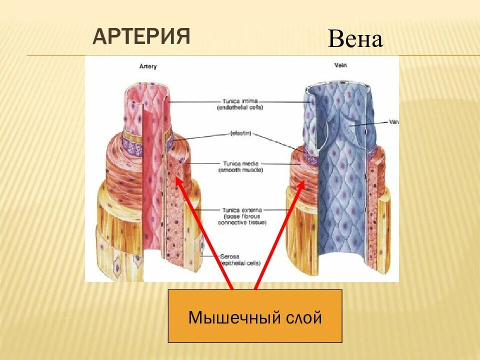 Плохо развит мышечный слой. Строение артерии и вены. мышечный слой артерий и вен. артерия в разрезе.