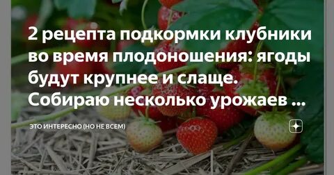 Клубника от цветения до ягод сколько времени