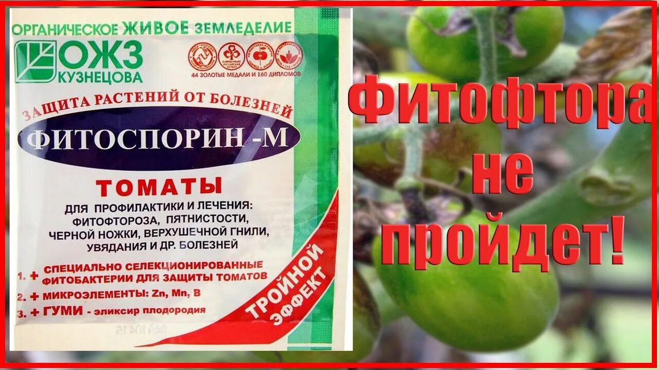 Молоко от фитофторы помидор. Фитоспорин от фитофторы. препараты для обработки помидор от фитофторы. таблетки для помидоров от фитофторы. от фитофторы на помидорах препараты в теплице.